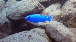 Labeotropheus trewavasae 'Chinyamwezi Island'